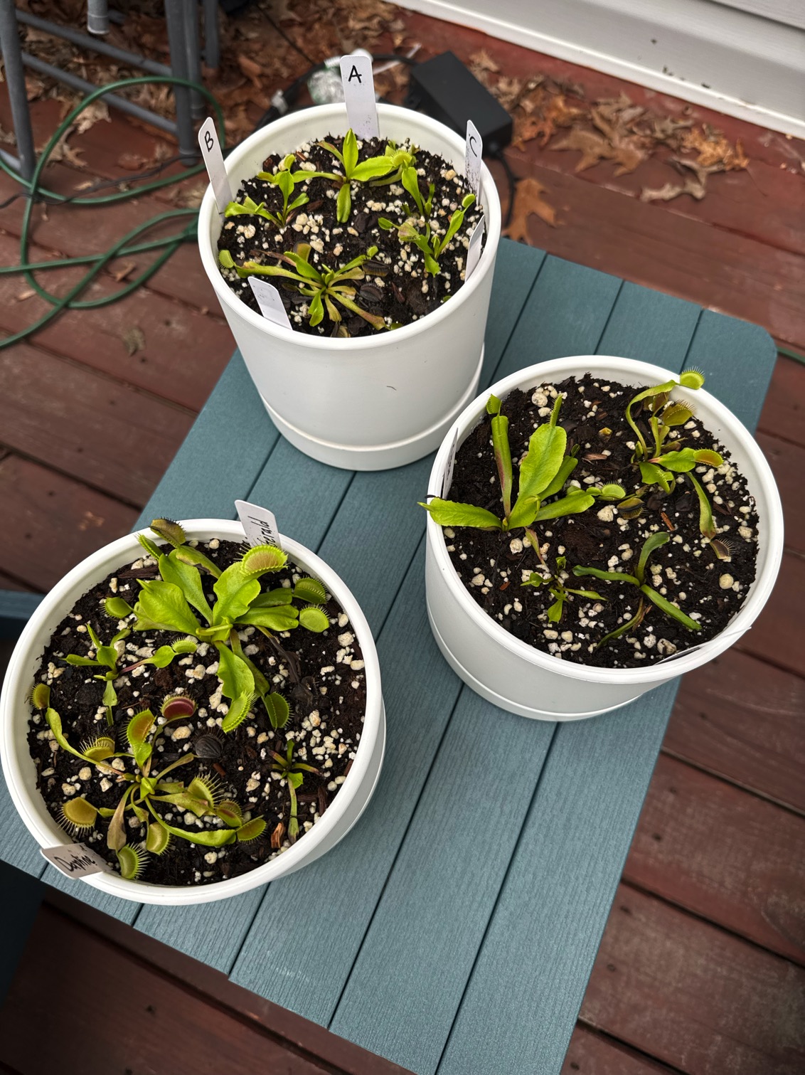 My Venus Flytrap Collection